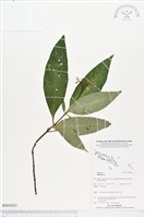 登錄號:BS03823藏品圖，第1張