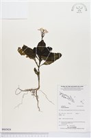 登錄號:BS03824藏品圖，第1張