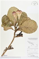 登錄號:BS03825藏品圖，第1張