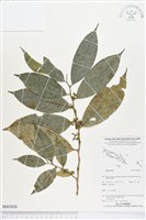 登錄號:BS03826藏品圖，第1張