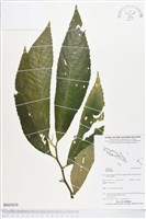 登錄號:BS03830藏品圖，第1張