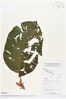 登錄號:BS03831藏品圖，第1張