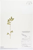 濱大戟藏品圖，第1張