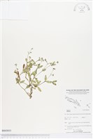 登錄號:BS03833藏品圖，第1張