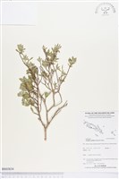 水芫花藏品圖，第1張