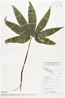 登錄號:BS03835藏品圖，第1張