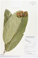 登錄號:BS03836藏品圖，第1張