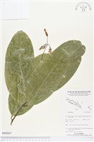 登錄號:BS03837藏品圖，第1張