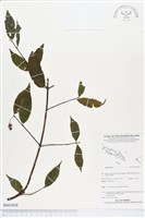 登錄號:BS03838藏品圖，第1張