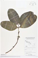 登錄號:BS03839藏品圖，第1張