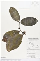 登錄號:BS03839藏品圖，第2張