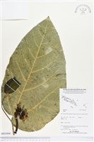 登錄號:BS03840藏品圖，第1張