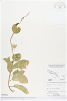 登錄號:BS03841藏品圖，第1張