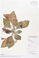 登錄號:BS03842藏品圖，第1張