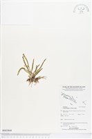 登錄號:BS03844藏品圖，第1張