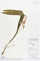 登錄號:BS03845藏品圖，第1張