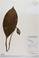 登錄號:BS03846藏品圖，第1張