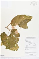 登錄號:BS03848藏品圖，第1張