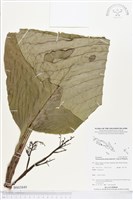 登錄號:BS03849藏品圖，第1張