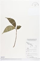 登錄號:BS03851藏品圖，第1張