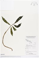 登錄號:BS03852藏品圖，第1張