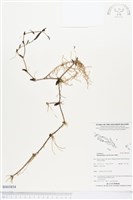 登錄號:BS03854藏品圖，第1張