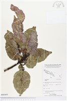 登錄號:BS03855藏品圖，第1張