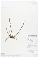 登錄號:BS03858藏品圖，第1張