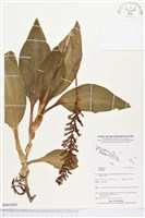 登錄號:BS03860藏品圖，第1張