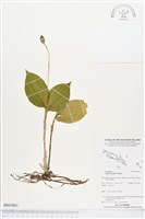 登錄號:BS03861藏品圖，第1張