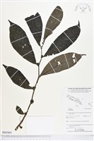 登錄號:BS03862藏品圖，第1張