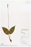 滿綠隱柱蘭、美唇隱柱蘭藏品圖，第1張