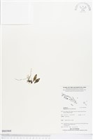 登錄號:BS03868藏品圖，第1張