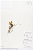 登錄號:BS03869藏品圖，第1張