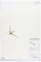 登錄號:BS03870藏品圖，第1張