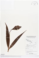 登錄號:BS03872藏品圖，第1張