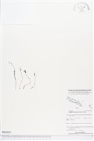 登錄號:BS03873藏品圖，第1張