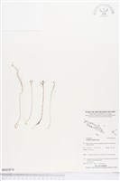 登錄號:BS03874藏品圖，第1張