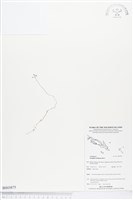 登錄號:BS03875藏品圖，第1張