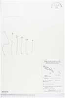 登錄號:BS03876藏品圖，第1張