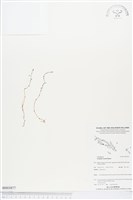 登錄號:BS03877藏品圖，第1張