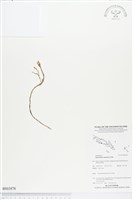 登錄號:BS03878藏品圖，第1張