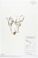 登錄號:BS03879藏品圖，第1張