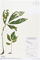 登錄號:BS03880藏品圖，第1張