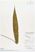 三蕊蘭藏品圖，第1張