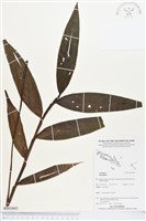 登錄號:BS03883藏品圖，第1張