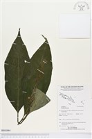 登錄號:BS03884藏品圖，第1張