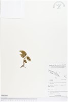 登錄號:BS03885藏品圖，第1張