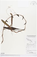 登錄號:BS03886藏品圖，第1張