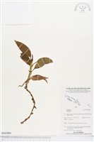 登錄號:BS03888藏品圖，第1張